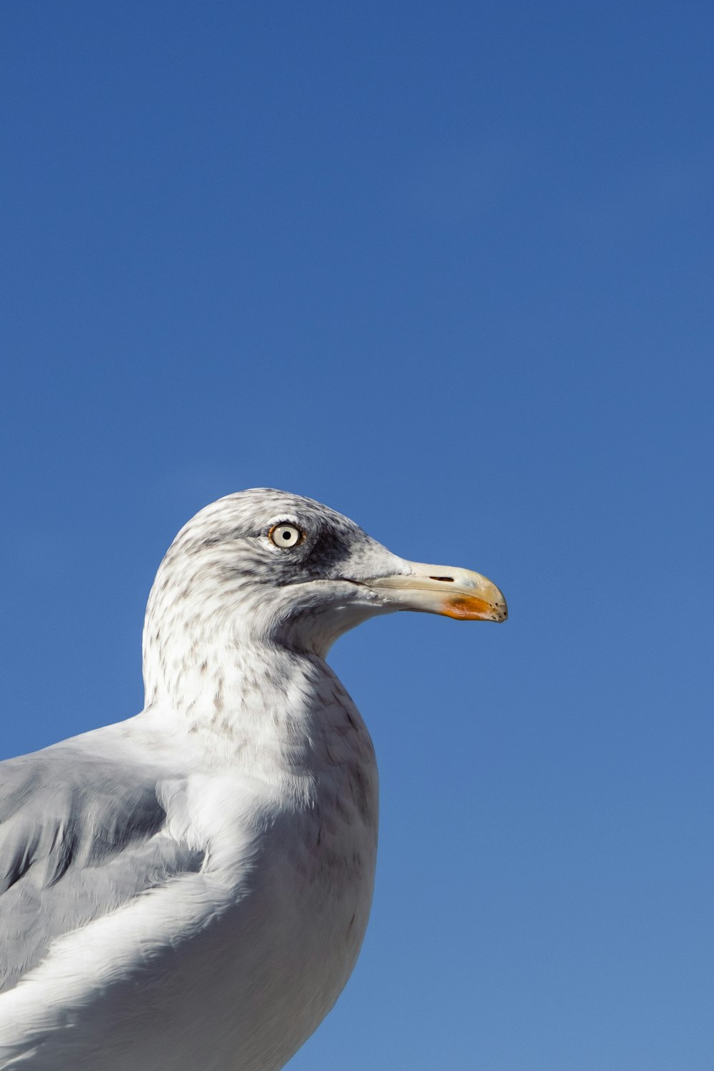 a bird with a yellow beak