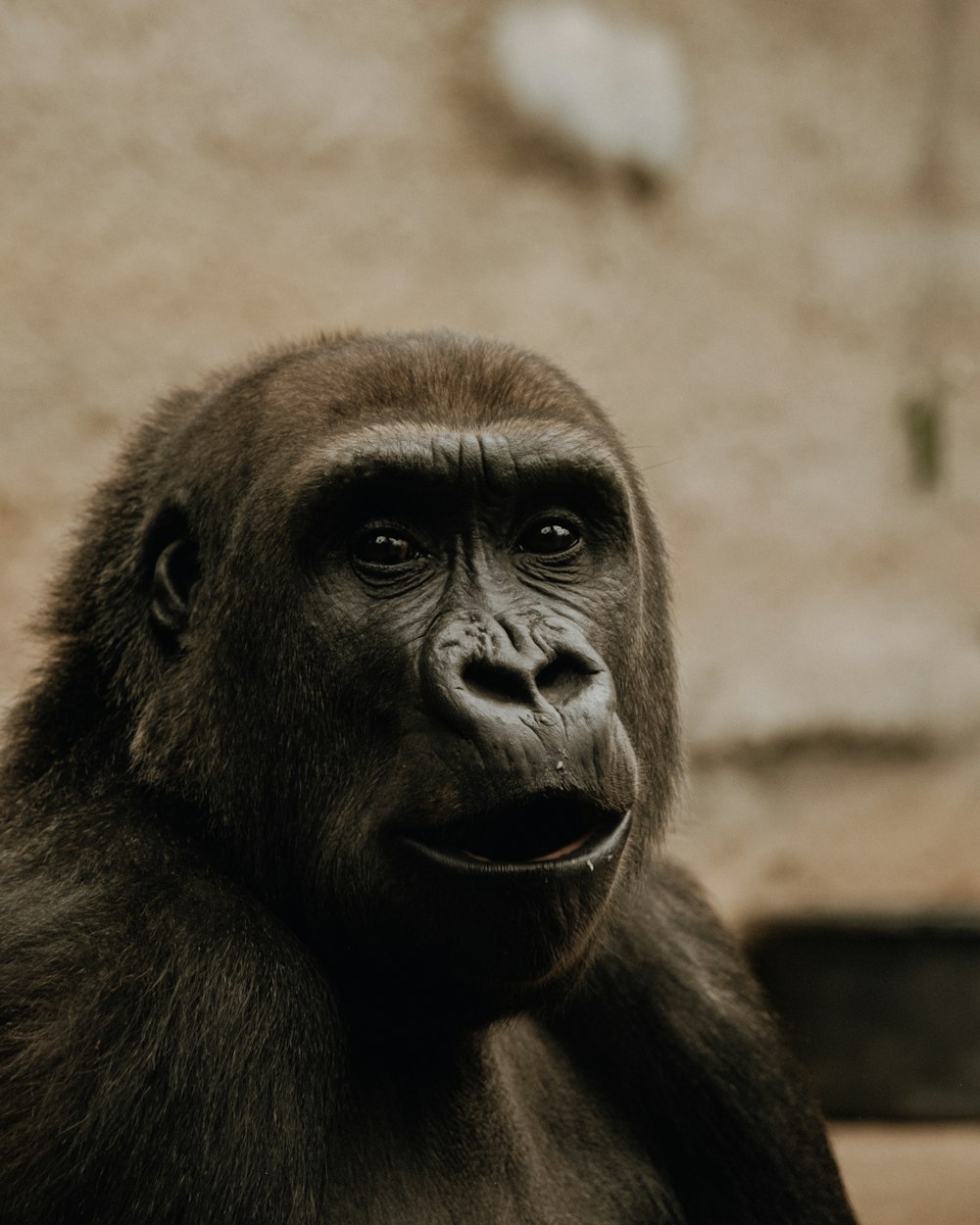 a monkey looking at the camera