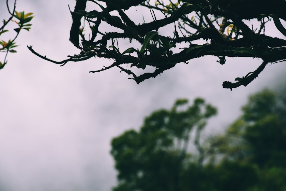 a tree branch with leaves