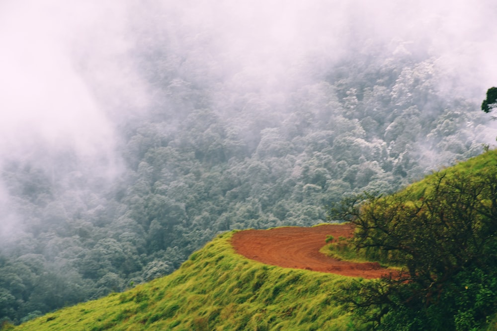 a dirt road in a forest