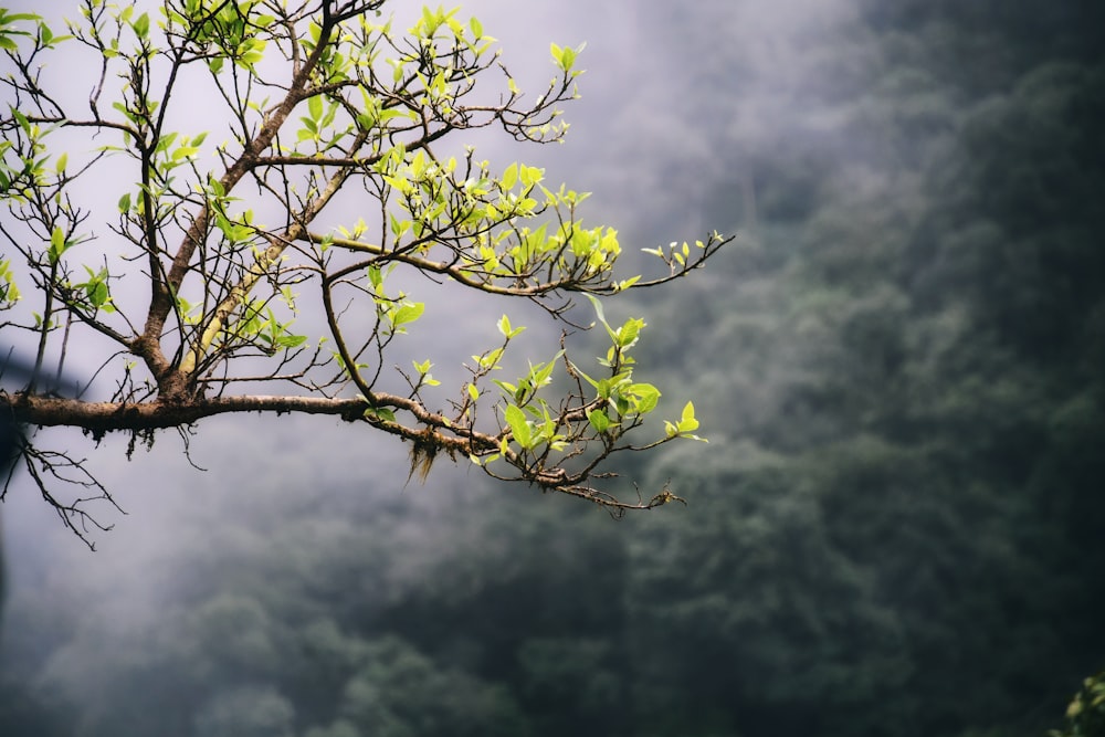 a tree with yellow flowers