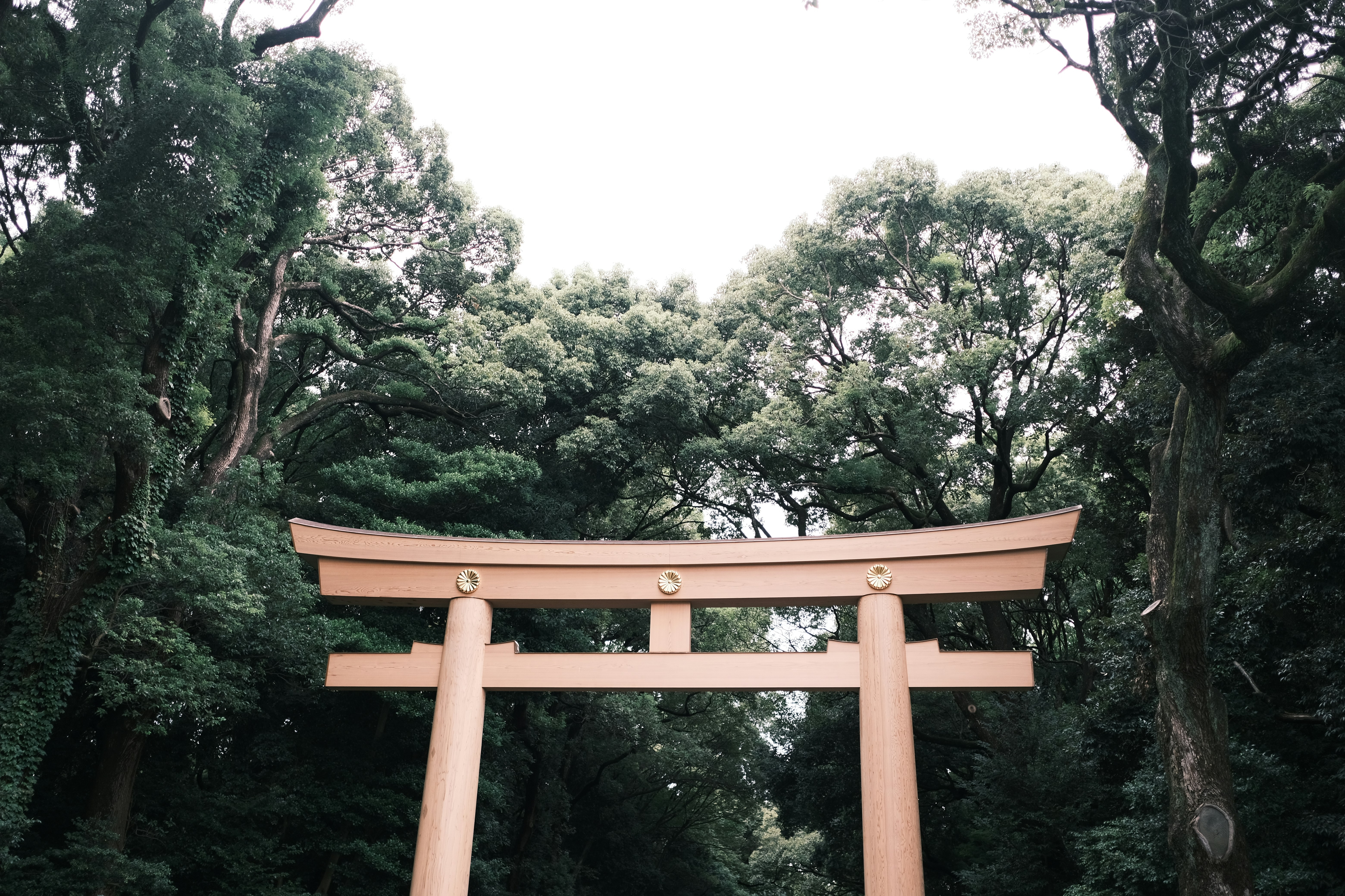 une structure en bois entourée d’arbres
