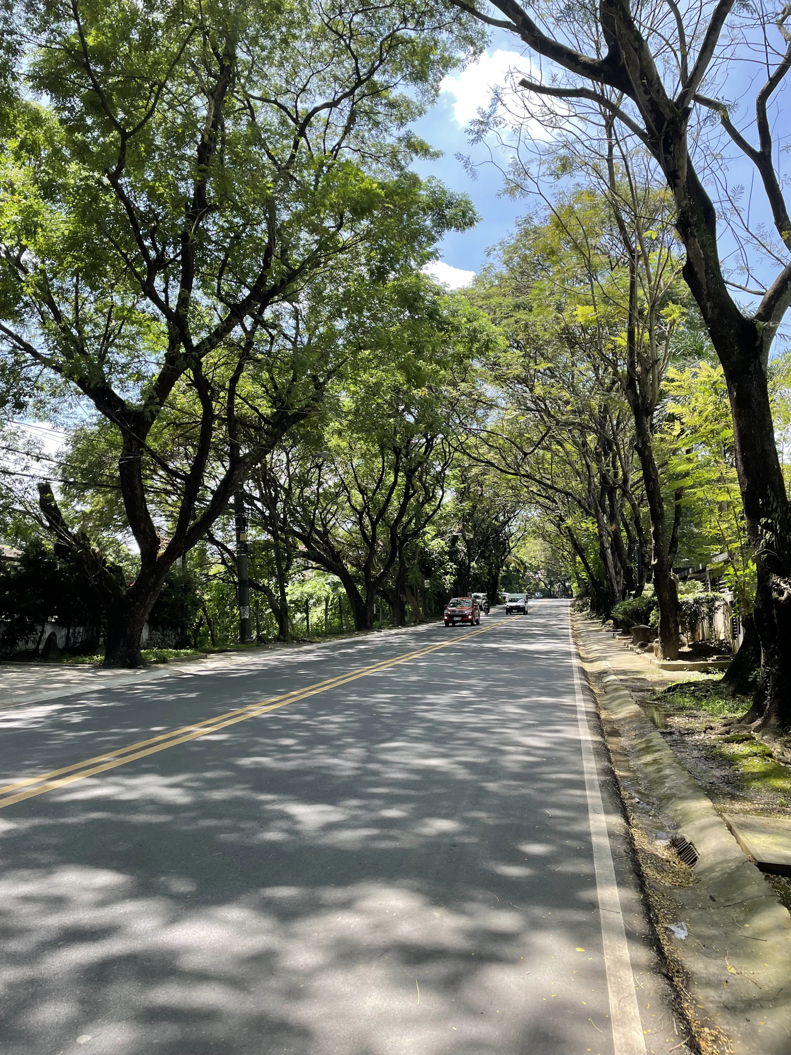 A paved road shaded by mature trees
