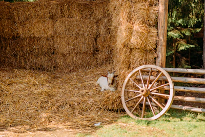 a cat sitting in a hay bale