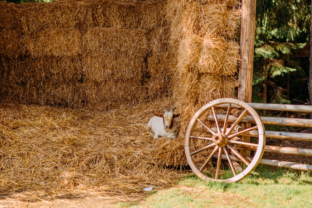 a cat sitting in a hay bale