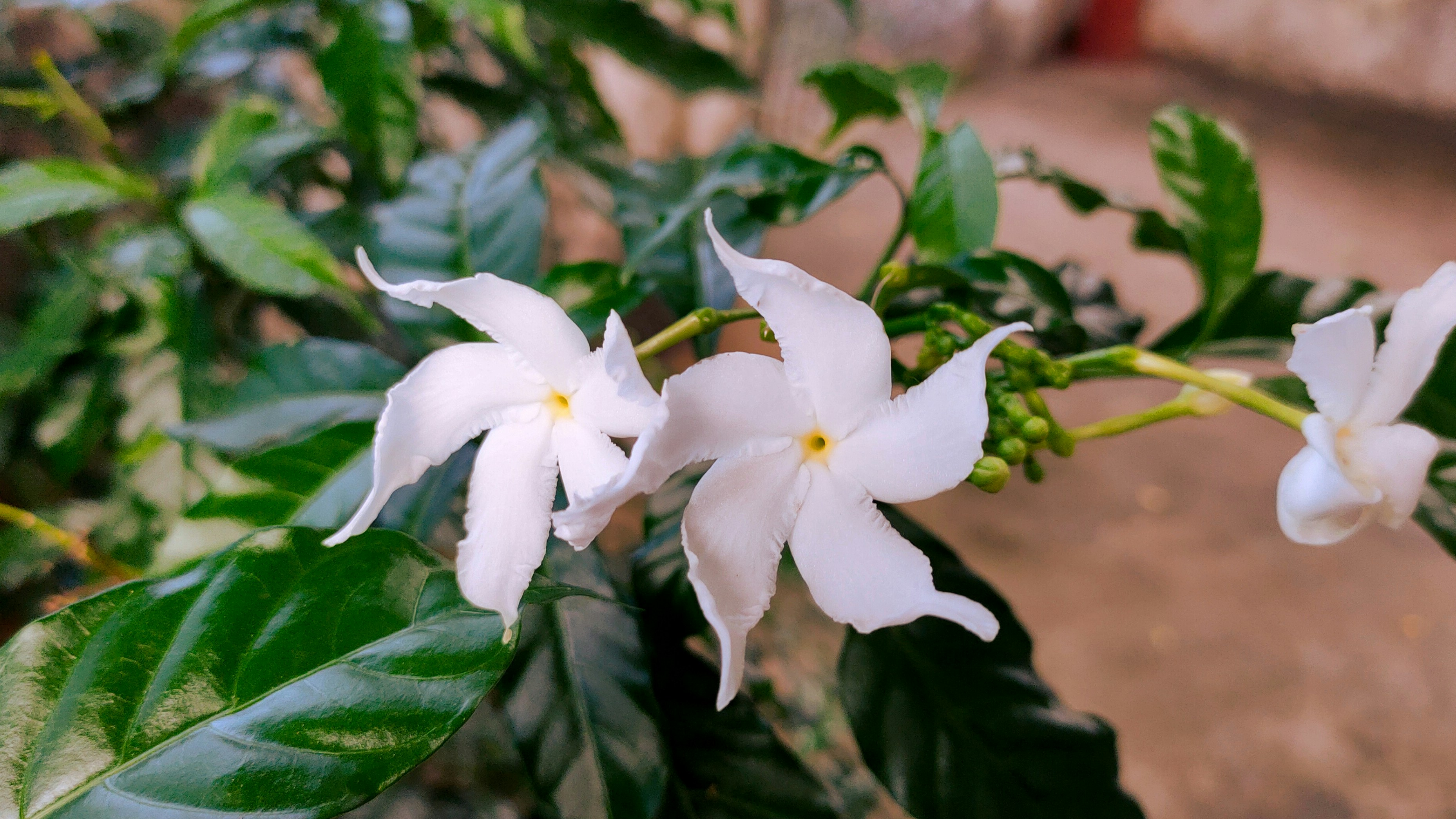 un gros plan de quelques fleurs