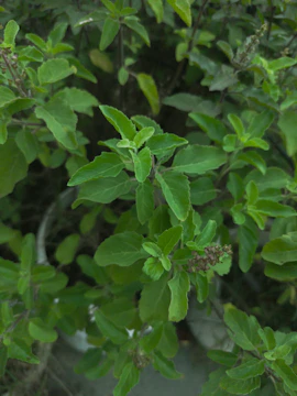 a close up of some green leaves