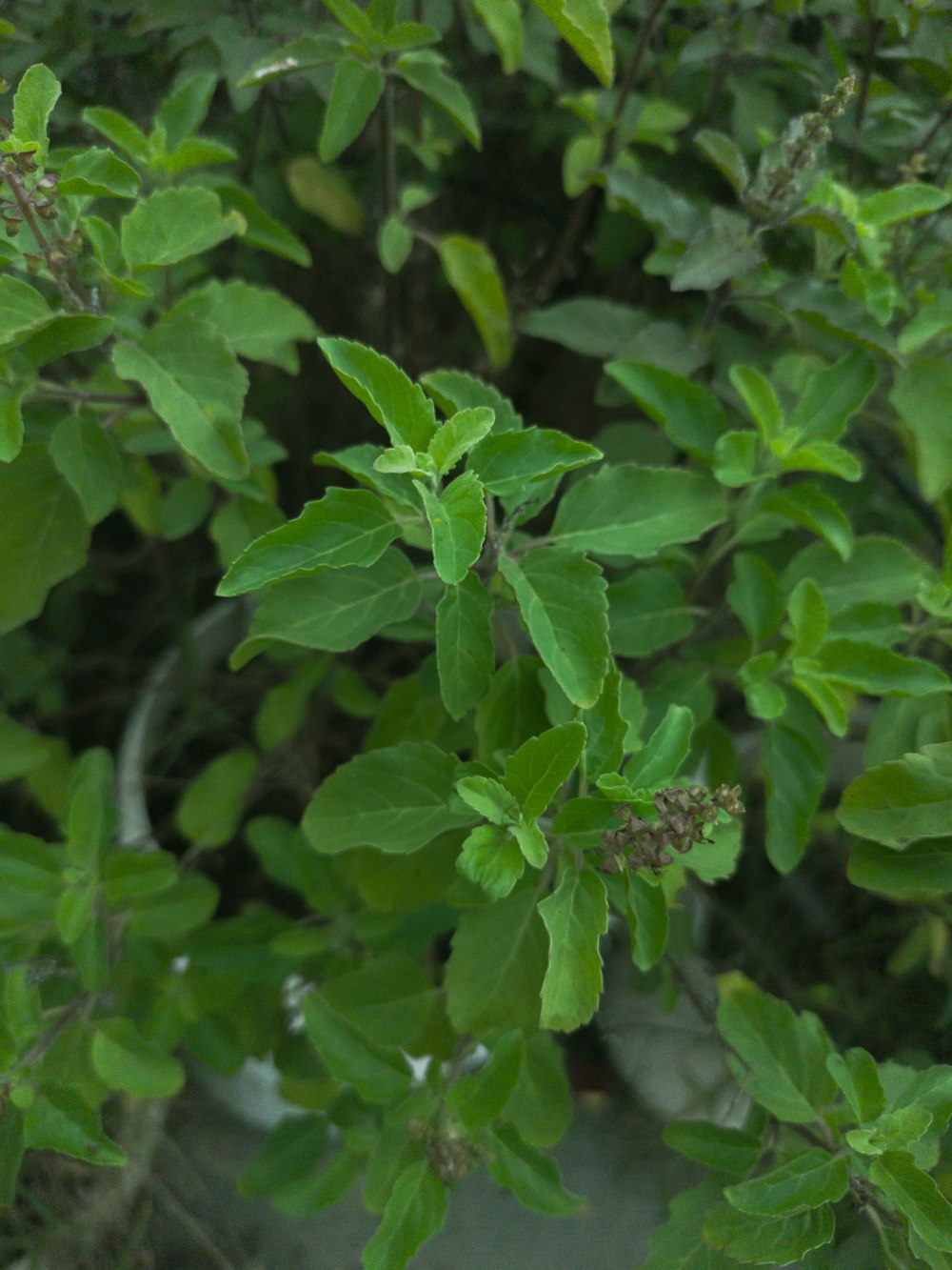 um close up de algumas folhas verdes