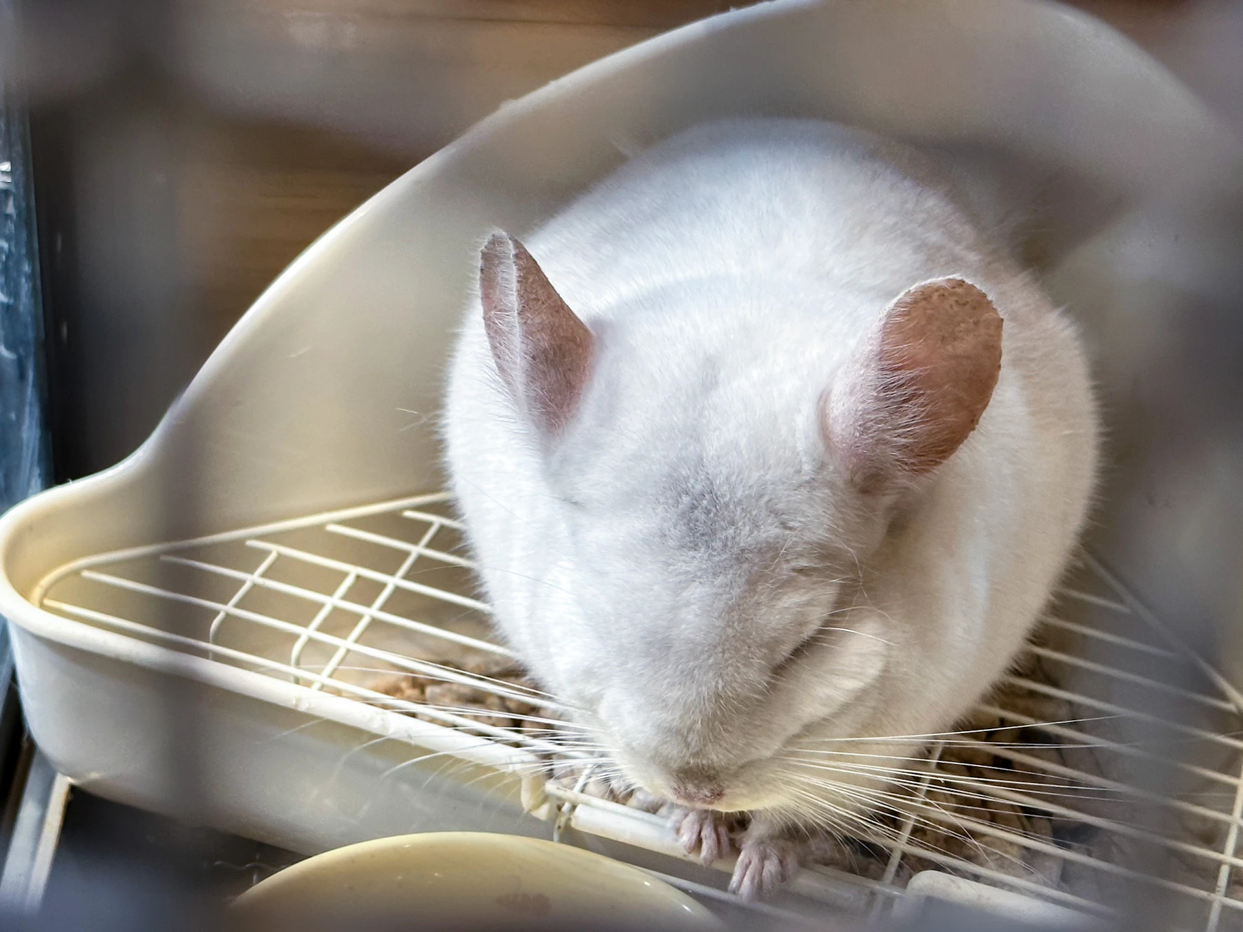 A white chinchilla curled up in a plastic corner tray, seen through cage bars