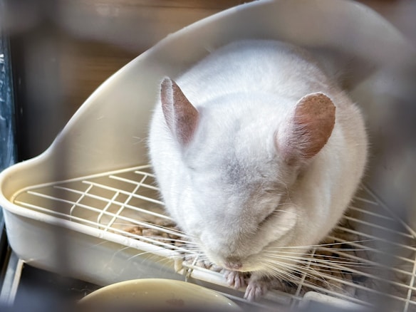 A fluffy white chinchilla is sitting inside a corner litter box. The chinchilla is resting with its eyes closed, and its ears are prominently visible. The environment appears to be some form of small pet habitat.