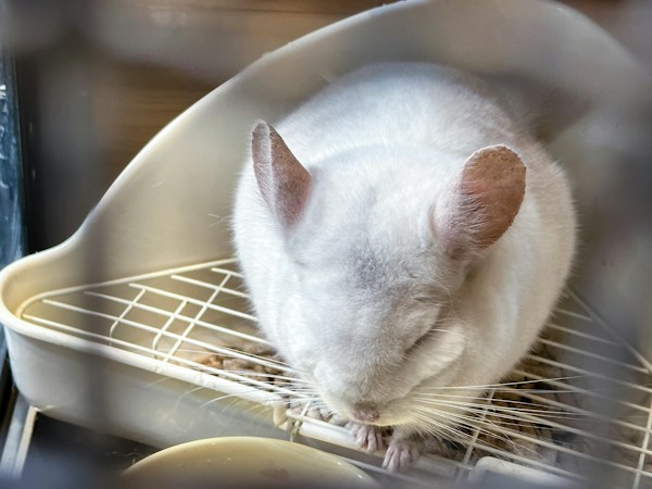 Practical Chinchilla Care Tips for a Happy, Healthy Pet