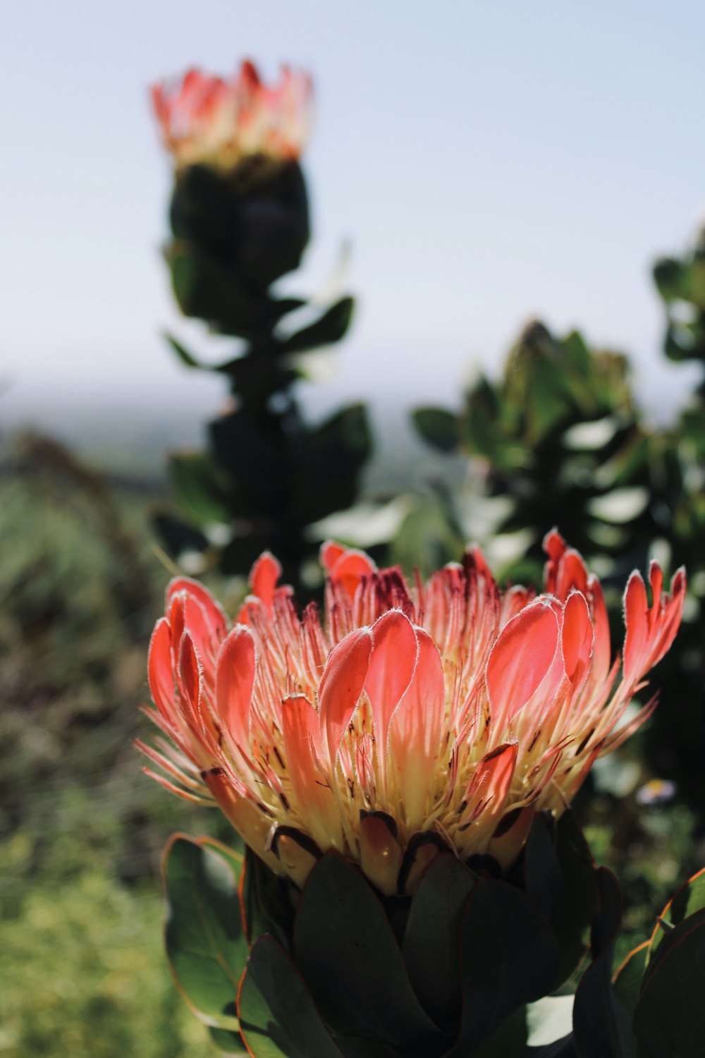 a close up of a flower