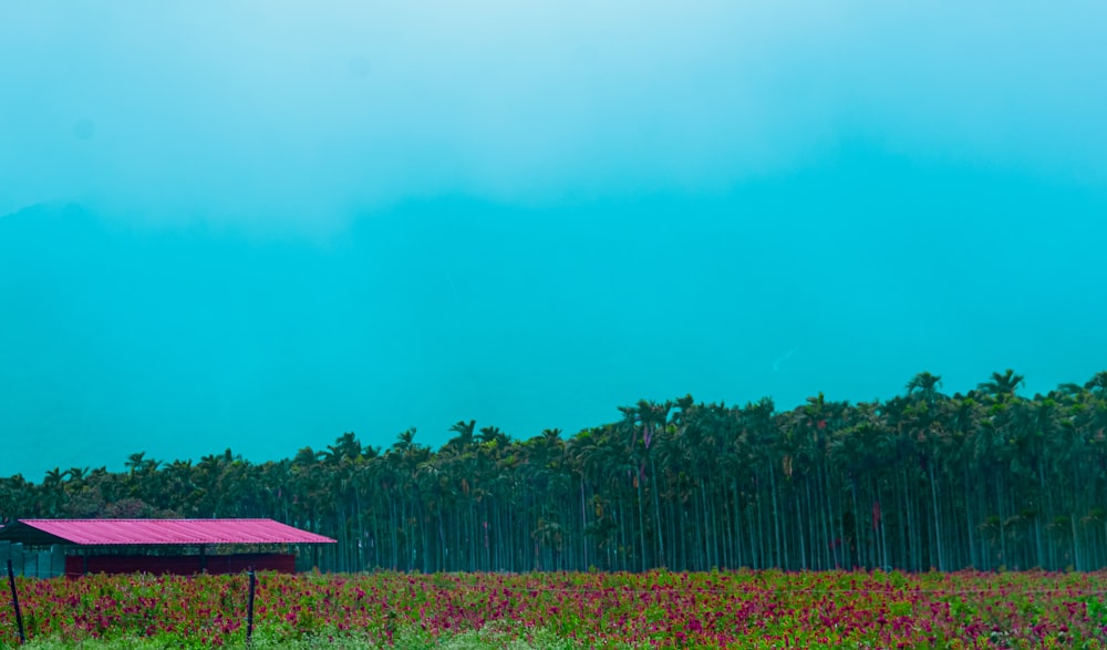 a field of flowers with trees in the background