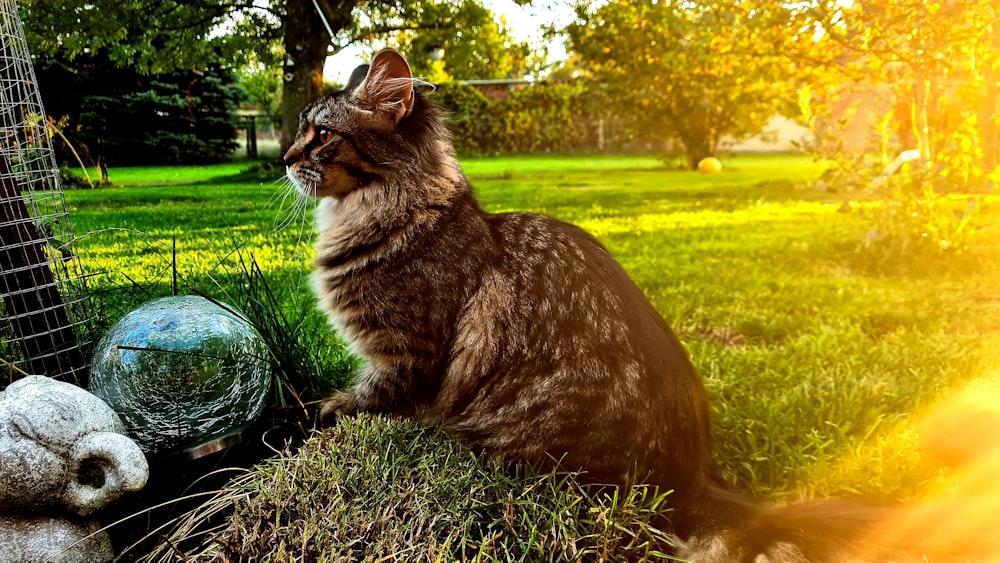 a cat sitting on grass
