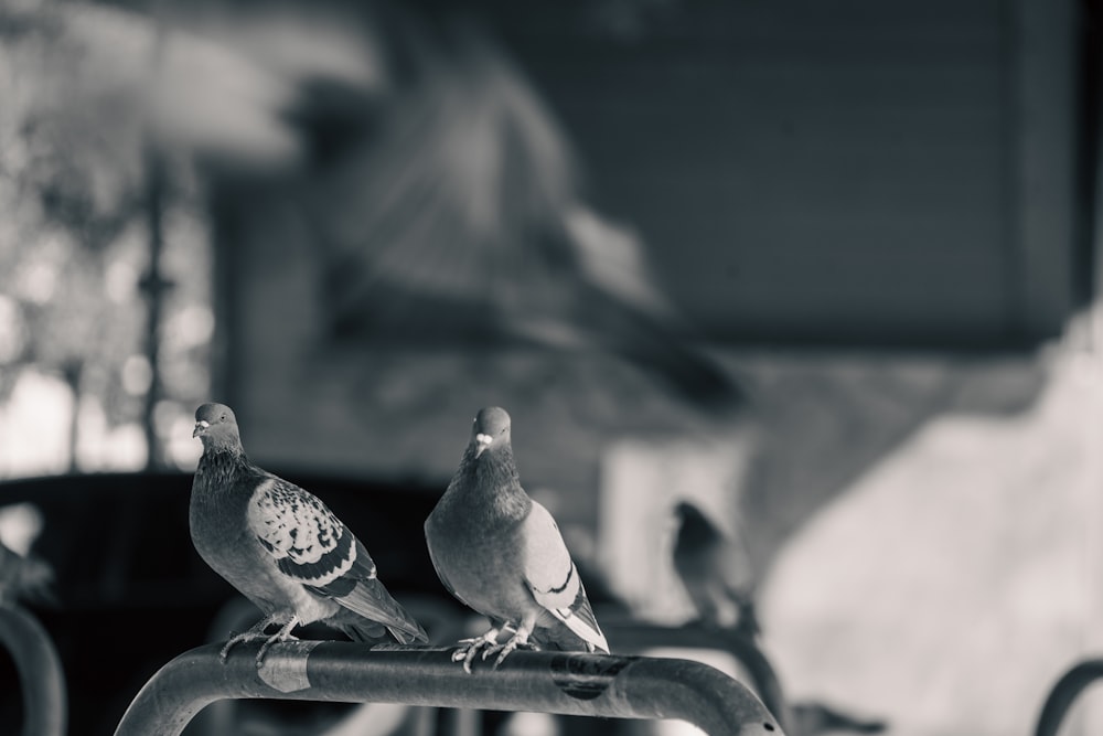 a couple of birds sit on a bench