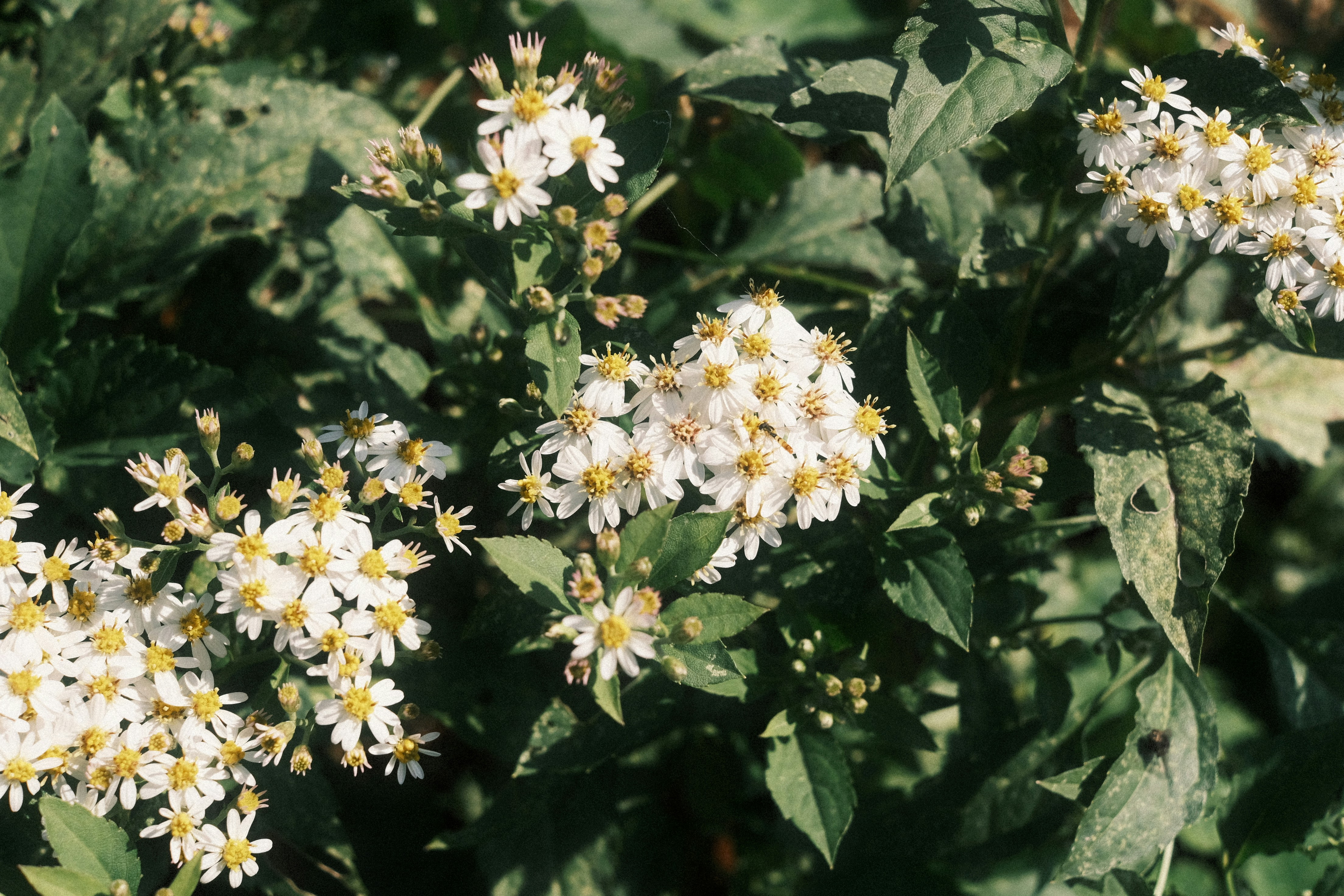 Photo by undermyarchive