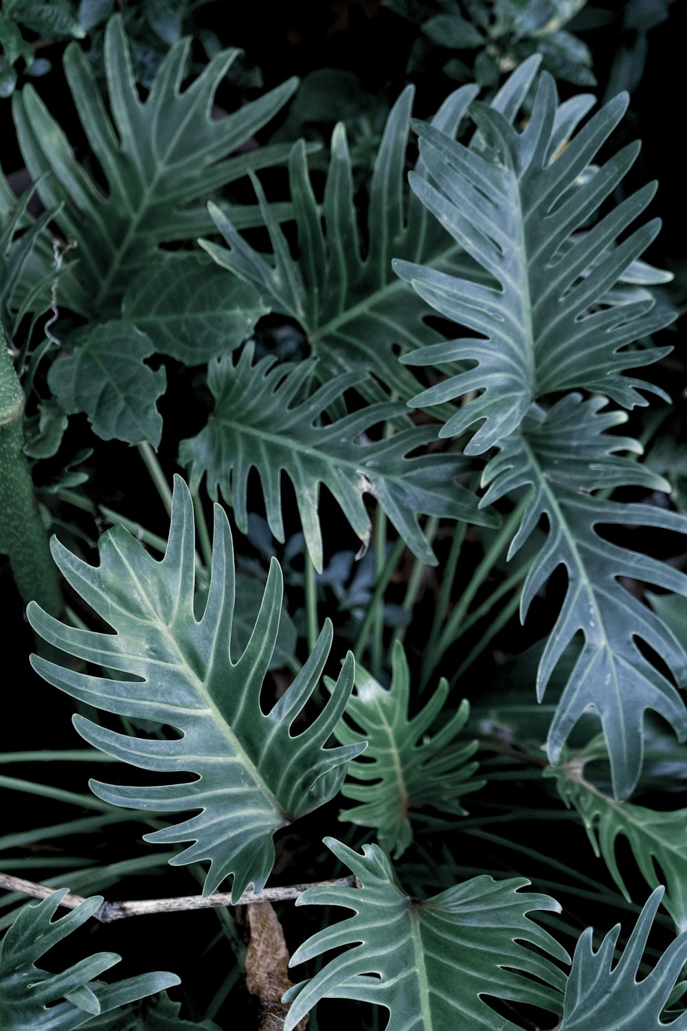 a close-up of some leaves