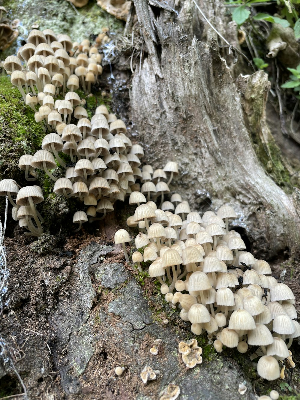 a group of mushrooms growing on a tree