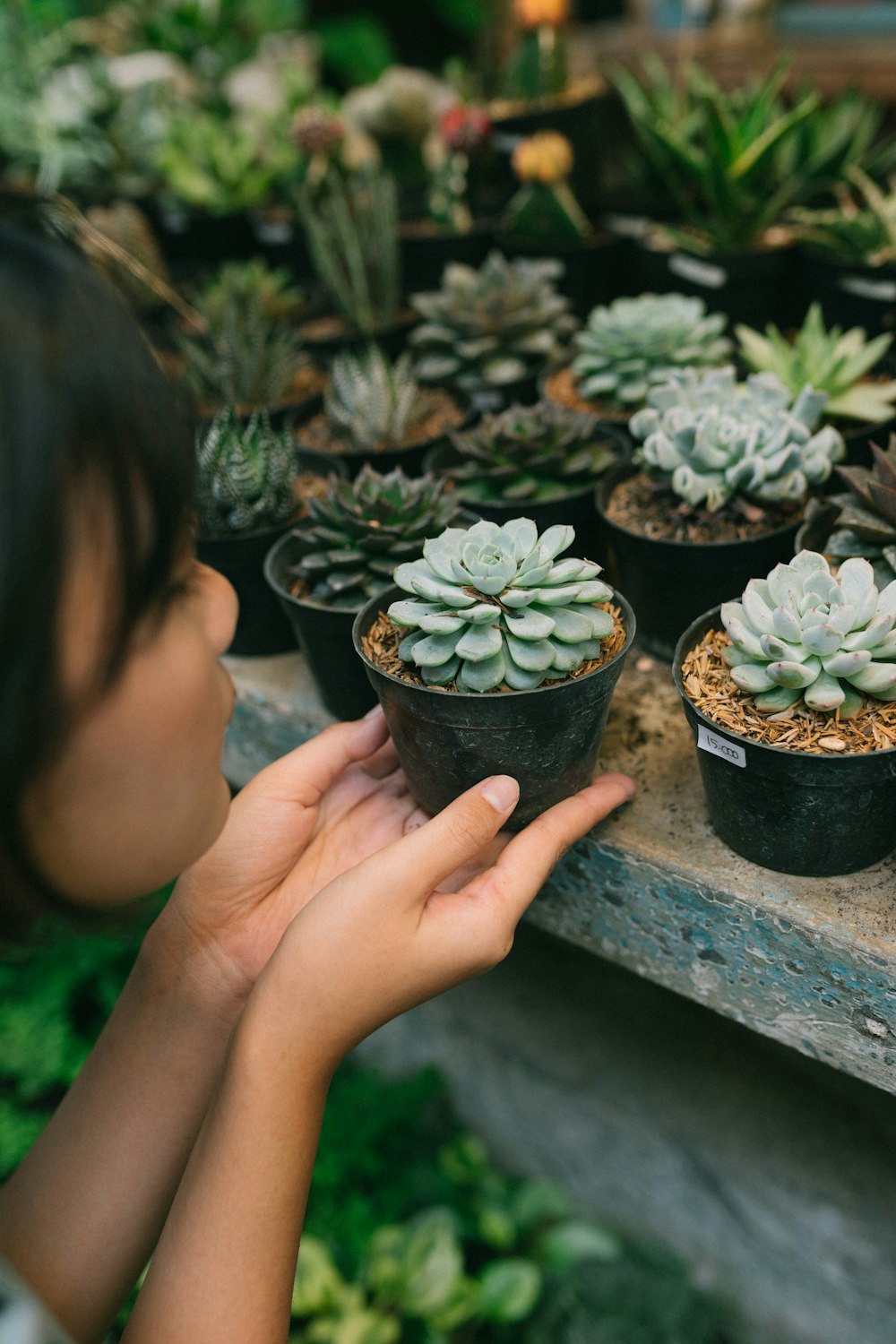 a hand touching a cactus