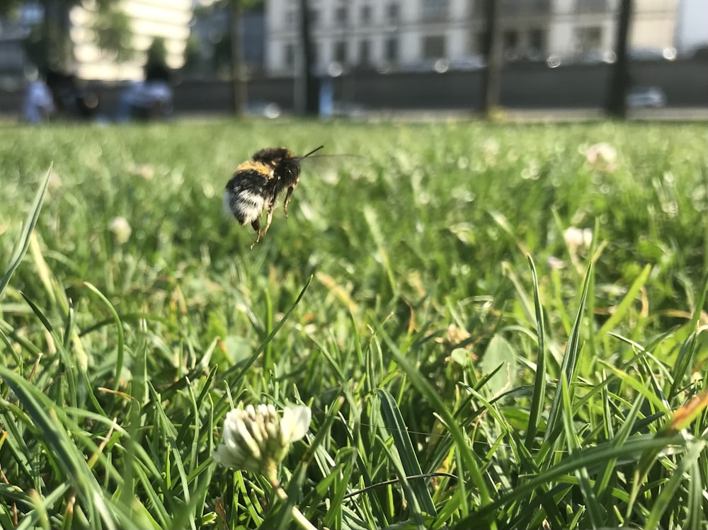 a bee on a flower