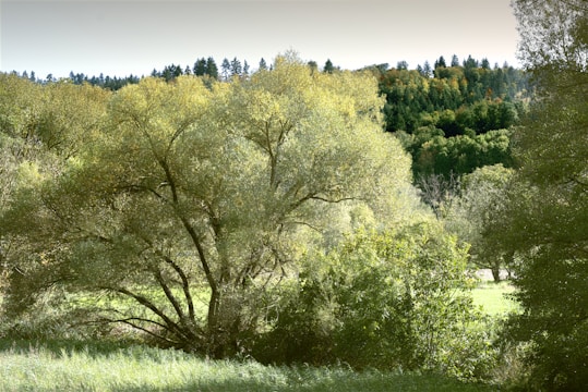 A serene forest landscape with community members planting trees together.