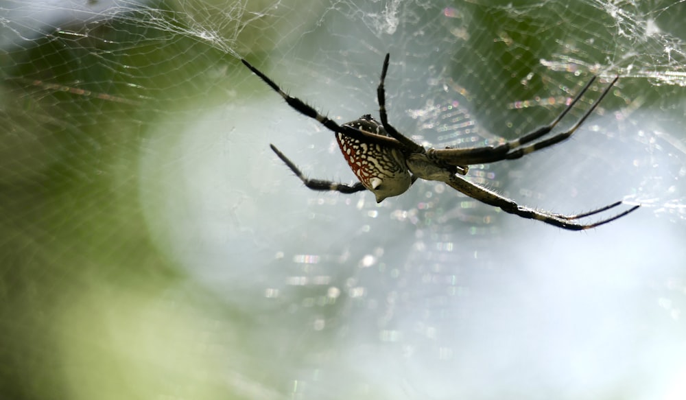 a spider on a web