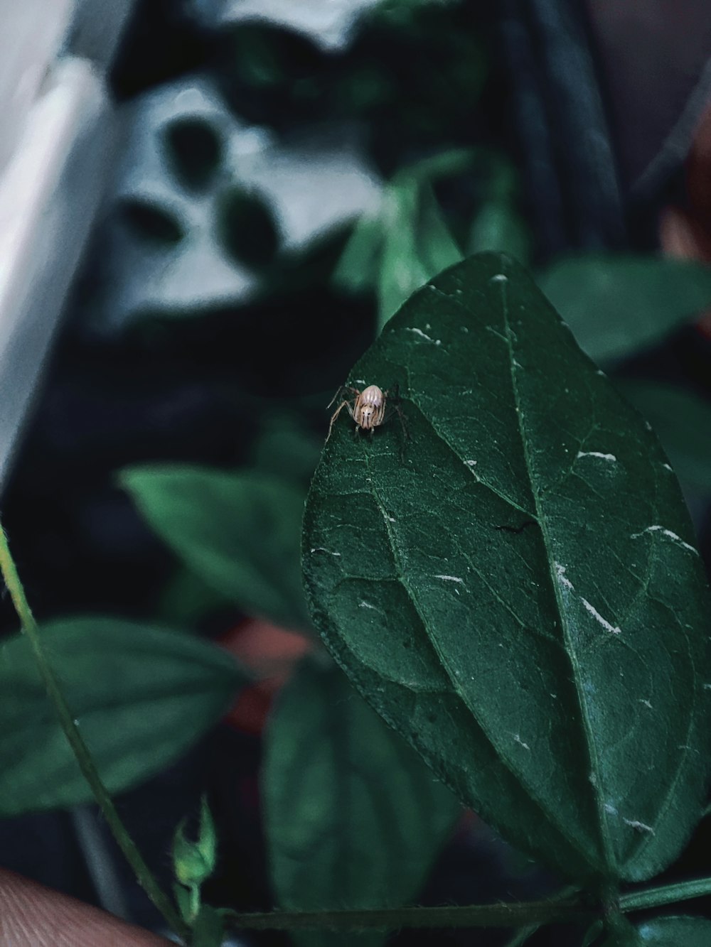 a cat looking at a leaf