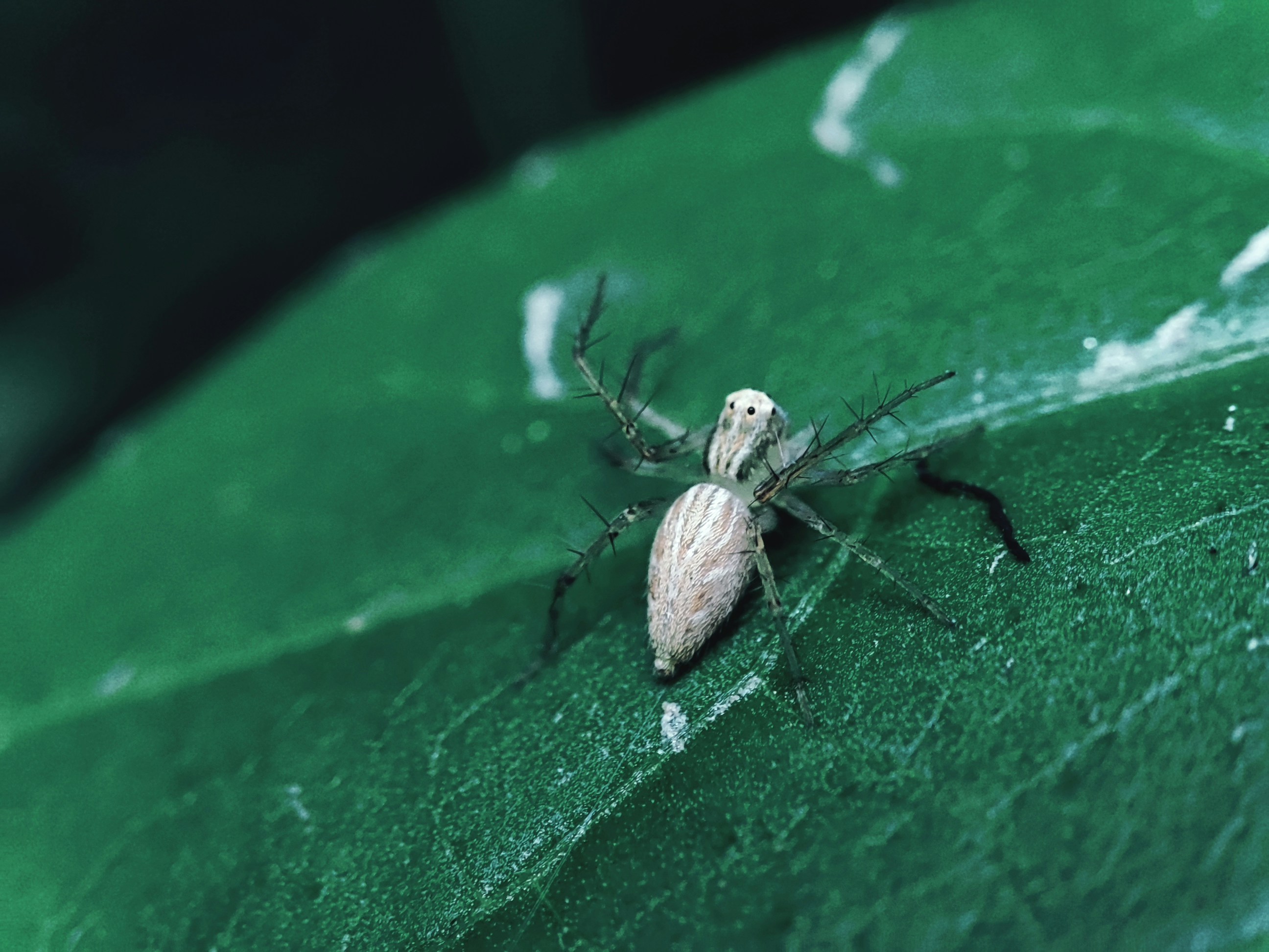 Photo by saimbinikram