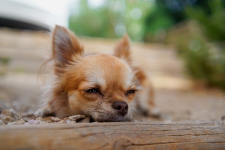 a dog lying on the ground