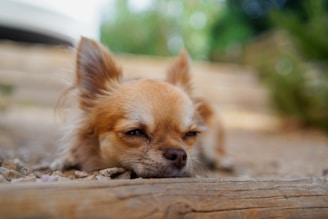a dog lying on the ground