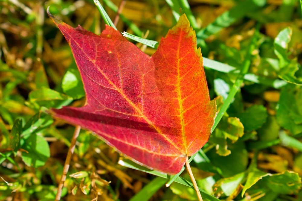 a red leaf on a plant