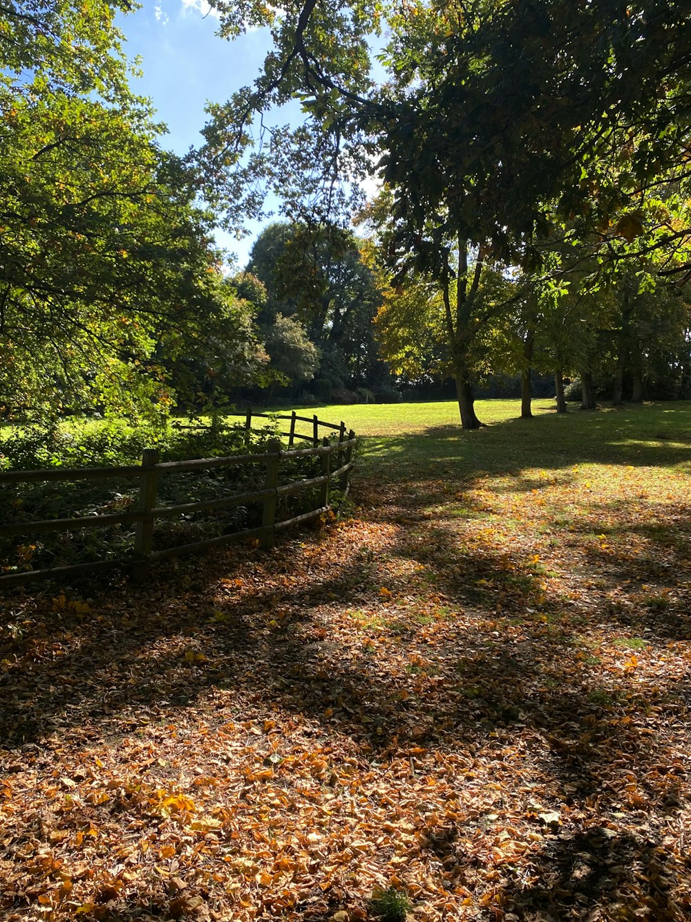 a fence and trees