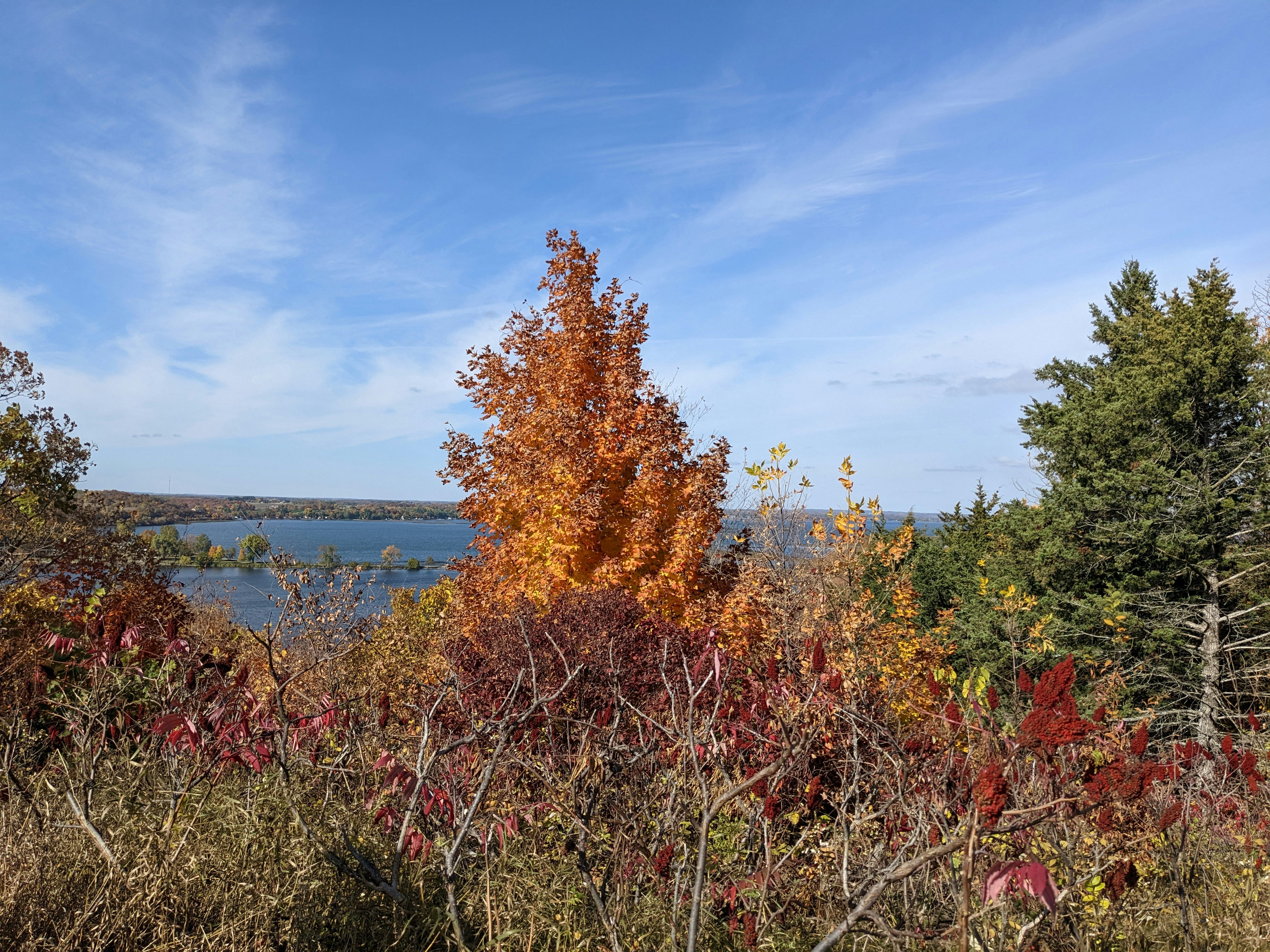 a tree with orange leaves