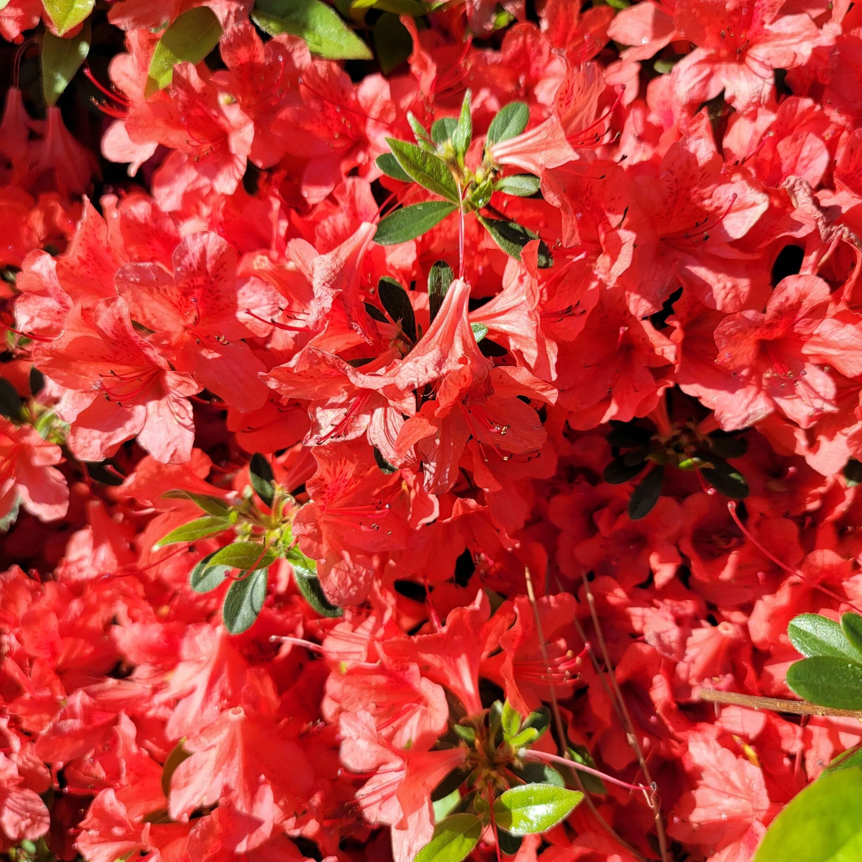 Photo by sunfish_sun