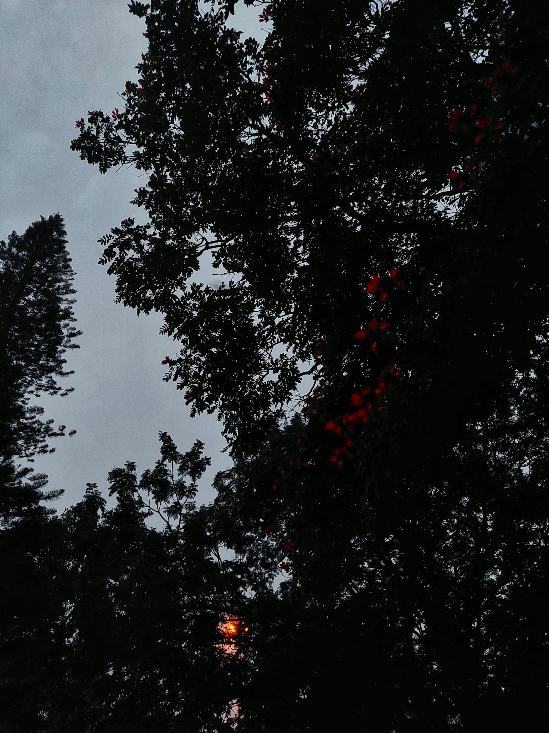 Silhouettes of trees against the glowing red and amber sky, evoking the quiet calm of early morning.
