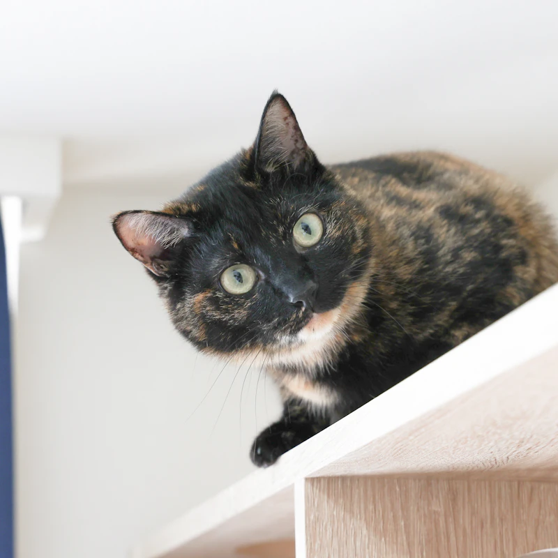 Olive, a tortoiseshell cat