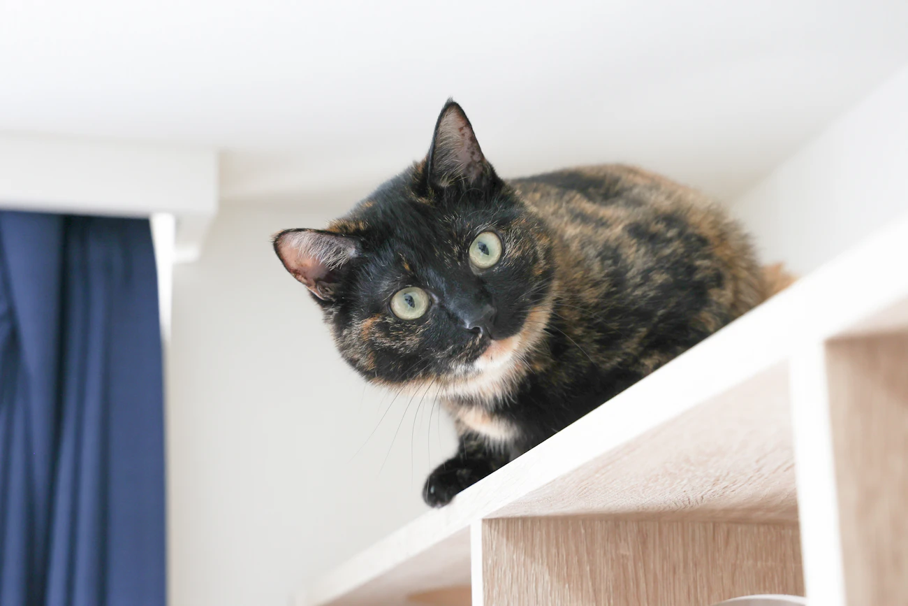 ライフスタイル別の記事「一人暮らしのワンルームで猫トイレを置く場所」のアイキャッチ画像