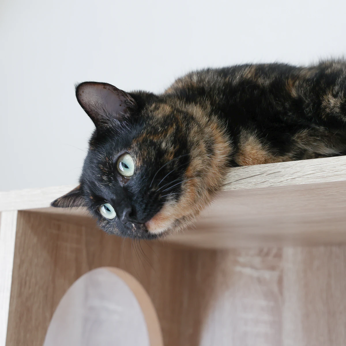Olive, a tortoiseshell cat