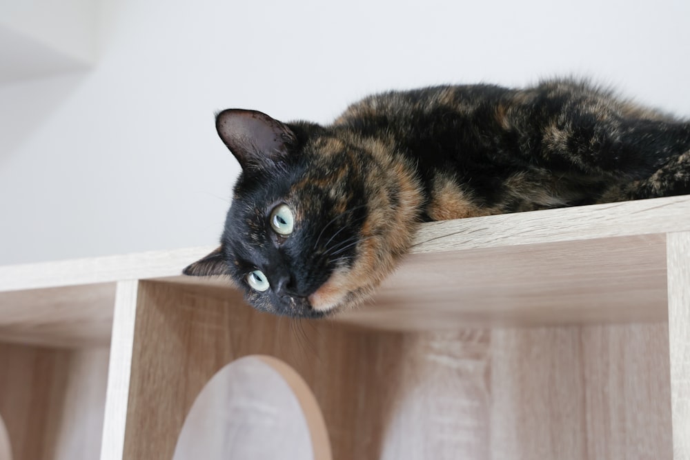 a cat lying on a chair