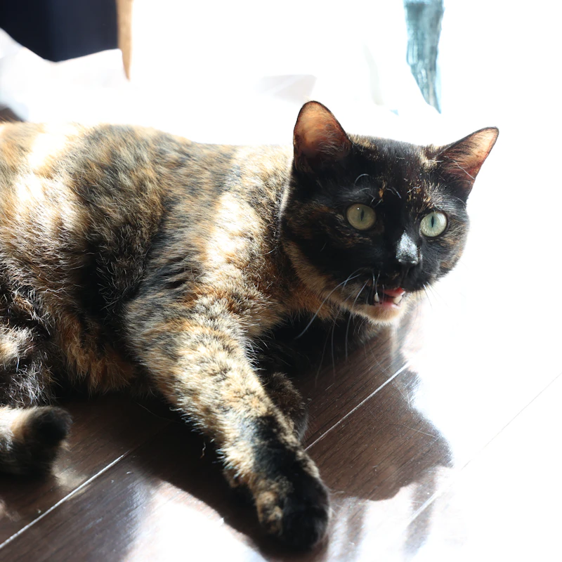 Olive, a tortoiseshell cat