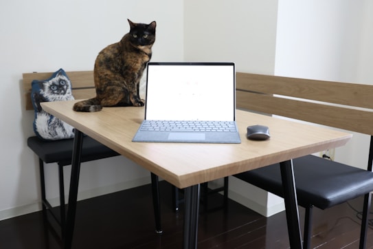 A brown and black cat is sitting on a wooden table next to an open laptop and a mouse. The room has a minimalist design with a wooden bench and a cushion featuring a cat illustration on the bench. The lighting is soft and natural.