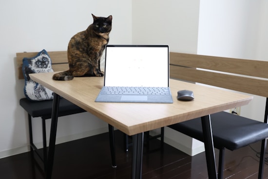 A brown and black cat is sitting on a wooden table next to an open laptop and a mouse. The room has a minimalist design with a wooden bench and a cushion featuring a cat illustration on the bench. The lighting is soft and natural.