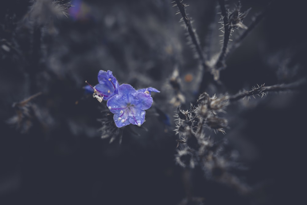 a purple flower on a branch