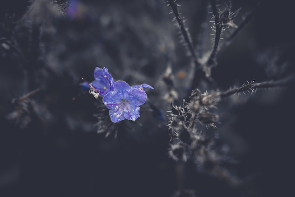 eine lila Blume auf einem Zweig
