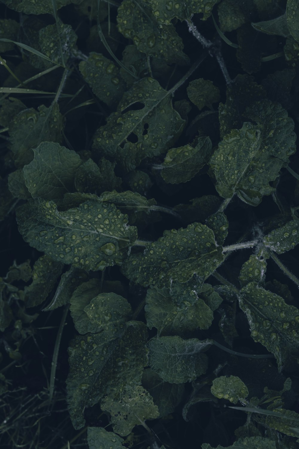 a group of green plants