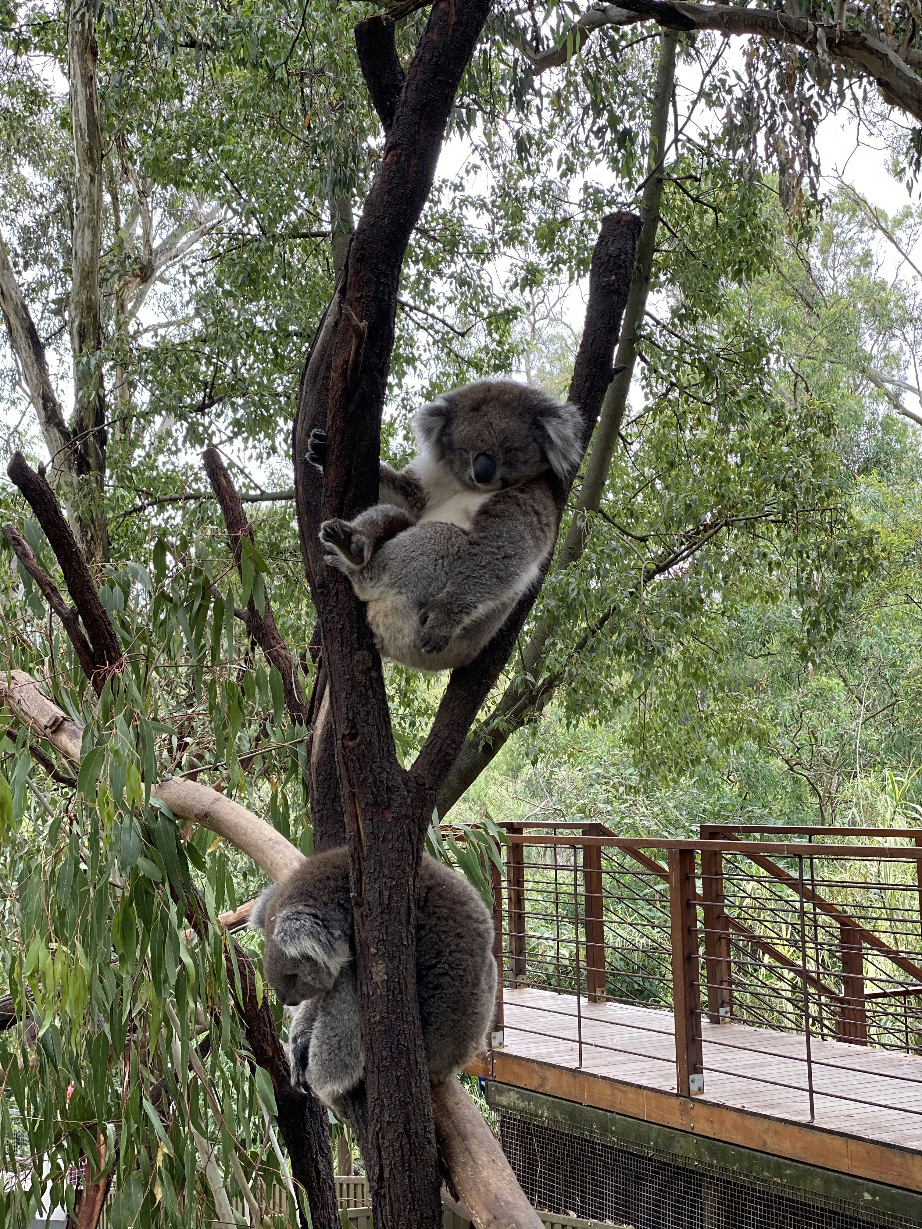 Koala pair interacting in a playground