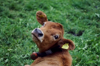 a brown cow with a yellow tag