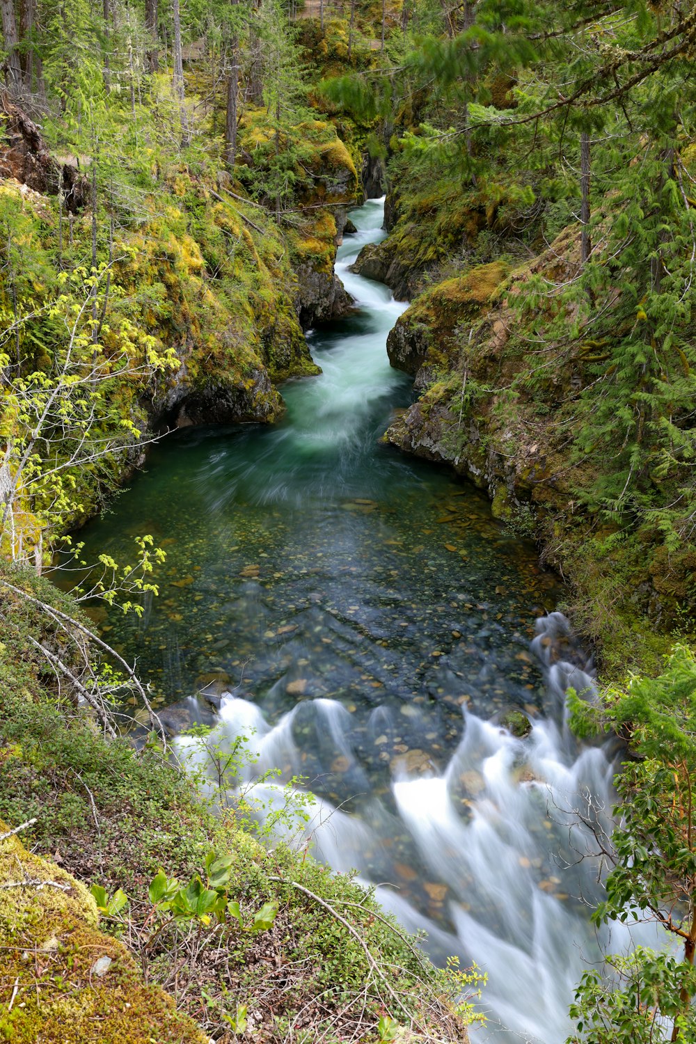 Un río que atraviesa un bosque