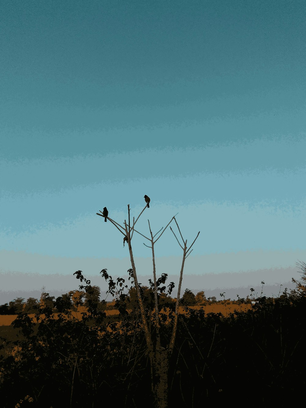 birds on a tree