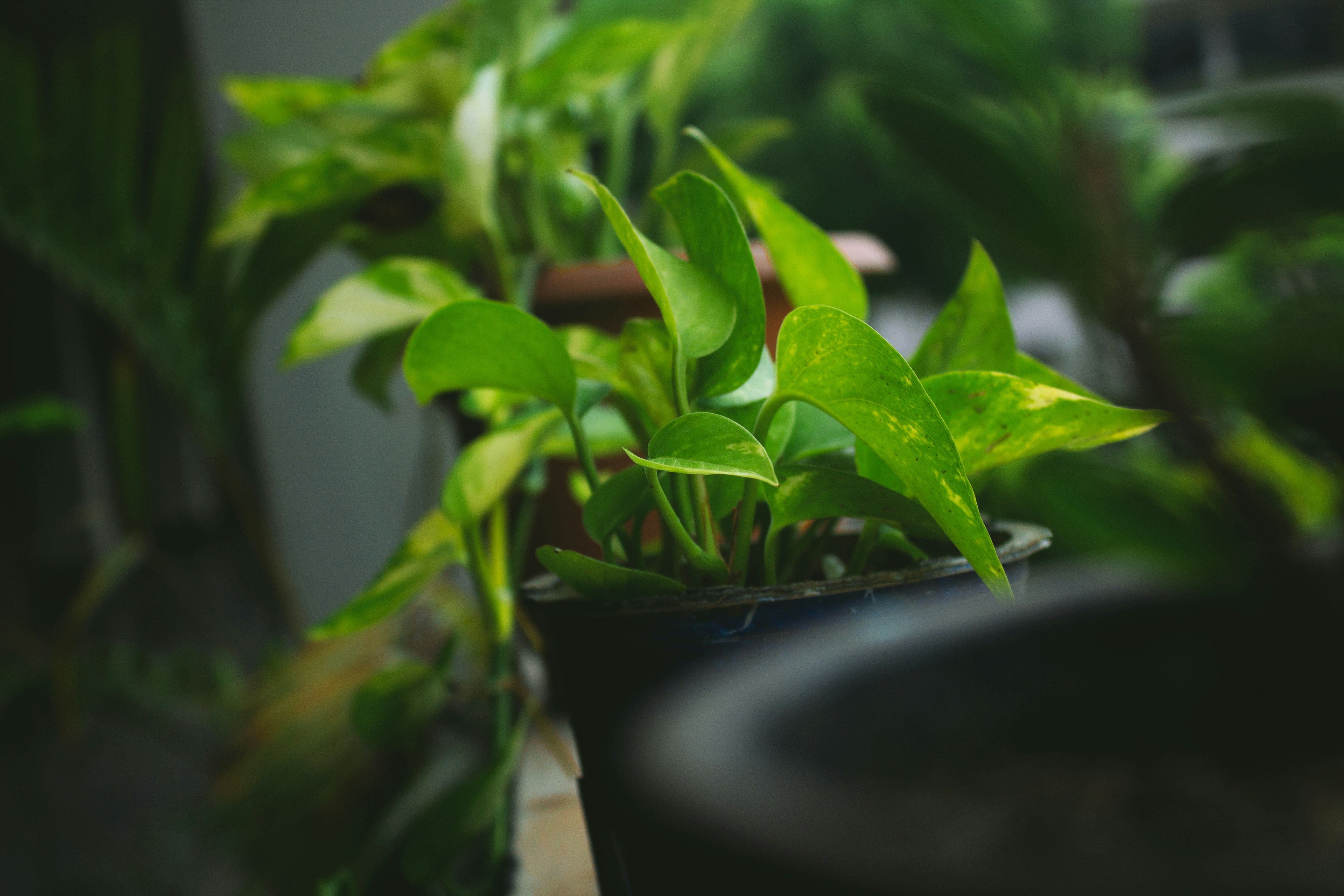 Photo by ibrahimshoikat